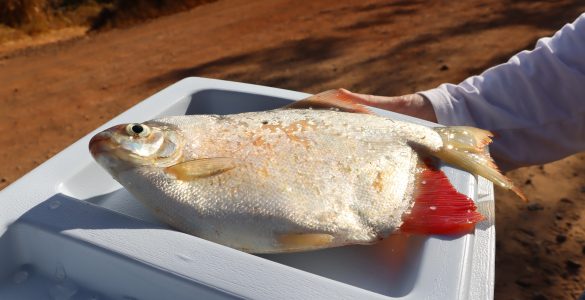 Foto 29 - Coleta de peixes para análise em Esmeraldas. (Márcio Martins)